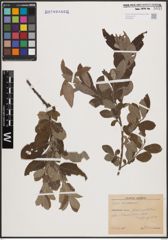 Foto von Salix cinerea L.